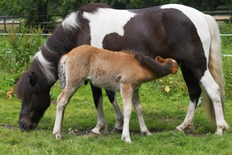 Icelandic horses (Equus islandicus), mare suckling foal in a meadow, colt, animal child,