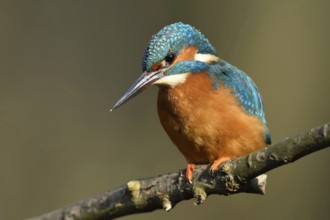 Hunting from a perch... Kingfisher (Alcedo atthis) hunting small fish, perched on a branch above