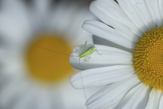 Oak bush cricket (Meconema thalassinum) juvenile baby insect on an Oxeye daisy flower, England,