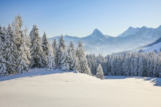 View of Sattelegg with Chöpfenberg in the background, Canton Schwyz, Switzerland