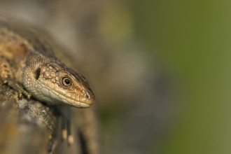 Common lizard (Zootoca vivipara) adult reptile resting on a wooden sleeper, England, United Kingdom