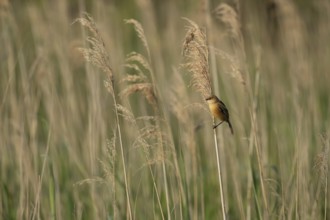 Bearded tit or reedling (Panurus biarmicus) juvenile bird on a Common reed (Phragmites australis)