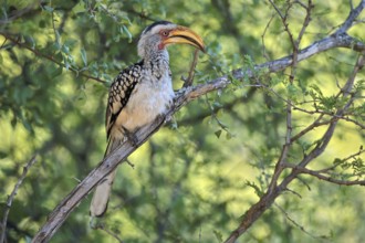 Southern Yellow-billed Hornbill (Tockus leucomelas), Red-ringed Hornbill, adult, on tree, alert,
