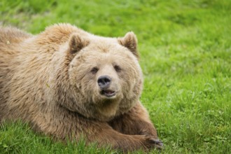Eurasian Brown Bear (Ursus arctos arctos) lying on a meadow, portrait, Bavaria, Germany
