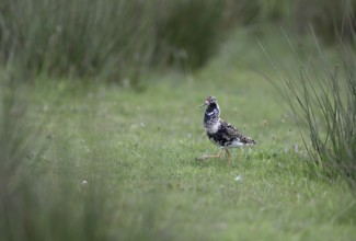 Ruff (Philomachus pugnax) in a meadow, Texel, North Holland, Netherlands