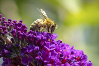 A bee (Apis) sitting on a purple flower of the summer lilac (Buddleja davidii), Ternitz, Lower