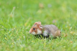 A European hamster (Cricetus cricetus) collects herbs, grass and daisies in a fresh green meadow