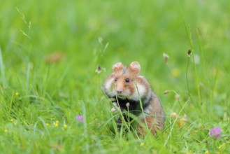 A European hamster (Cricetus cricetus) collects herbs, grass and daisies in a fresh green meadow