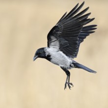On the approach... Hooded Crow (Corvus cornix) in flight, flying, unmistakable raven bird due to