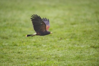 Harris's hawk (Parabuteo unicinctus) flying over a meadow, autumn, Bavaria, Germany