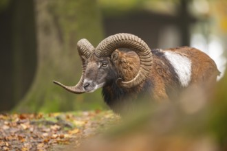 European mouflon (Ovis aries musimon) ram (male) walking in a forest in autumn, Bavaria, Germany