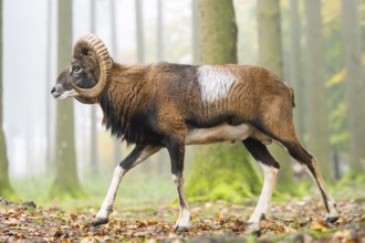 European mouflon (Ovis aries musimon) ram (male) walking in a forest in autumn, Bavaria, Germany