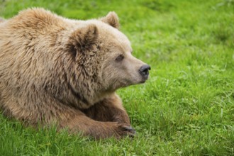 Eurasian Brown Bear (Ursus arctos arctos) lying on a meadow, portrait, Bavaria, Germany