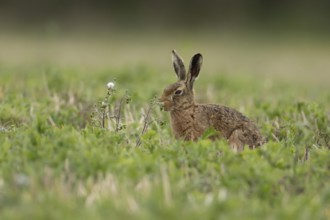 European brown hare (Lepus europaeus) adult animal in a farmland field in springtime, England,