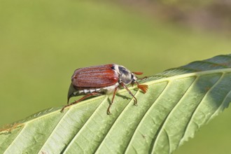 May beetle, wood cockchafer (Melolontha hippocastani), male, on leaf of a horse chestnut (Aesculus