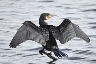 Great cormorant (Phalacrocorax carbo) adult bird drying its wings on a tree branch, Norfolk,