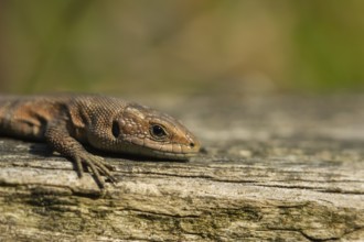 Common lizard (Zootoca vivipara) adult reptile resting on a wooden sleeper, England, United Kingdom
