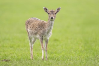 European fallow deer (dama dama) doe on a meadow in autumn, Bavaria, Germany
