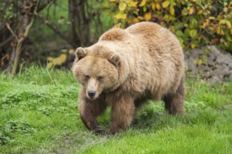 Eurasian Brown Bear (Ursus arctos arctos) walking on a meadow, Bavaria, Germany