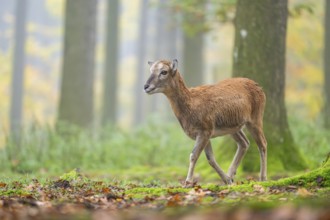 European mouflon (Ovis aries musimon) sheep (female) walking in a forest in autumn, Bavaria,