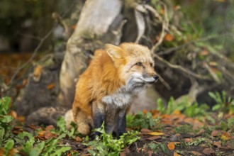 Red fox (Vulpes vulpes) sitting in a forest in autumn, Bavaria, Germany