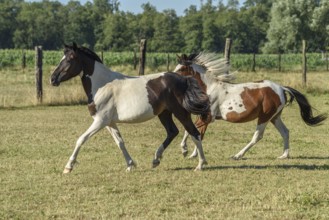 Twee pairs, one with a zwart-witte vacht and de ander with a bruin-witte vacht, galopperen speels