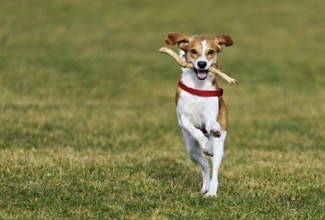 Beagle with branch in mouth jumps across meadow, Switzerland