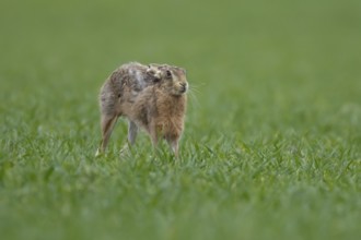 European brown hare (Lepus europaeus) adult animal stretching in a farmland cereal field in