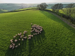 Flock of Sheep on Farms from a drone, Torquay, Devon, England, United Kingdom