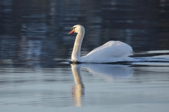 Mute swan on Lake Constance