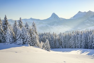 View of Sattelegg with Chöpfenberg in the background, Canton Schwyz, Switzerland