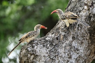 Mopanetoko (Tockus rufirostris), Southern Red-billed Hornbill, adult, pair, on tree, at breeding