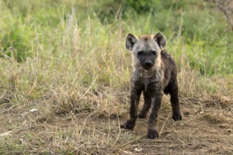 Spotted hyena (Crocuta crocuta), spotted hyena, young animal, alert, curious, Kruger, Kruger