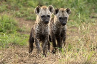 Spotted hyena (Crocuta crocuta), spotted hyena, cubs, two, siblings, alert, curious, together,