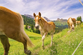 Foal on a flower meadow in front of a majestic mountain backdrop and blue sky, hike to the