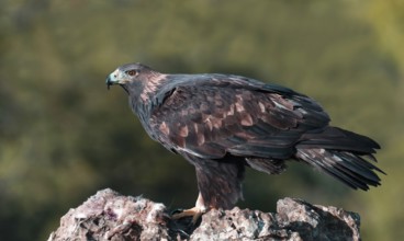 Golden eagle (Aquila chrysaetos) on a rock, Andalusia, Spain