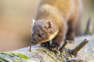 European pine marten (Martes martes) in a forest in autumn, Bavaria, Germany