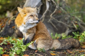 Red fox (Vulpes vulpes) sitting in a forest in autumn, Bavaria, Germany