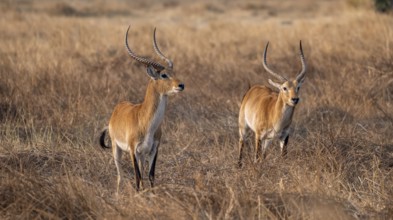 Letschwe or lychee moor antelope (Kobus leche), two animals in dry grass in the evening light,