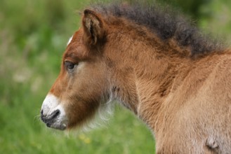 Young Icelandic stallion (Equus islandicus), foal in a meadow, colt, animal child, portrait,