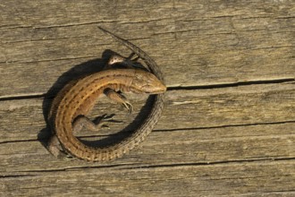 Common lizard (Zootoca vivipara) adult reptile resting on a wooden sleeper, England, United Kingdom