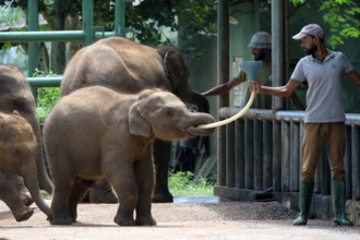 Orphaned Baby elephant being fed with milk by a caretaker, Pinnawala Elephant Orphanage,