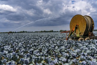 Agriculture, artificial irrigation of a field, irrigation system, cabbage cultivation, red cabbage,