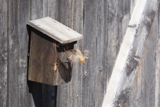 A redstart (Phoenicurus phoenicurus) female landing on a birdhouse, animal photo, bird, bird