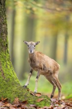 European mouflon (Ovis aries musimon) sheep (female) standing in a forest in autumn, Bavaria,