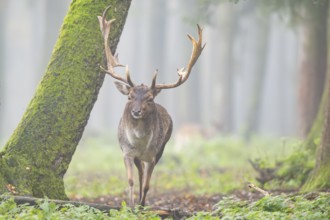 European fallow deer (dama dama) buck walking in a forest on a foggy day in autumn, Bavaria,