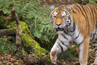 Siberian tiger or Amur tiger (Panthera tigris altaica) walking on the ground in autumn, captive,