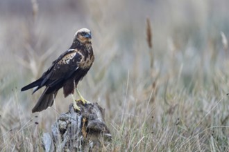 Young female marsh harrier (Circus aeruginosus) on a dry tree trunk, Castilla-La Mancha, Spain