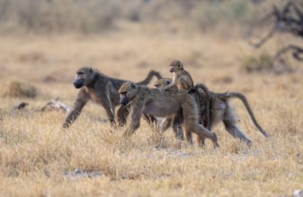 Bear baboons (Papio ursinus) young on the back of the mother, foraging, Third Bridge, Okavango