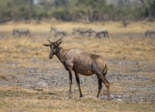 Tsessebe (Damaliscus lunatus), Okavango Delta, Moremi Game Reserve, Botswana